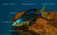 /album/fotogaleria-cyprichromis-microlepidotus-bulupoint/bulu-4-jpg/